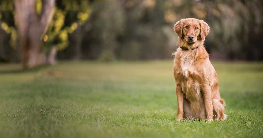 Keeping Your Dog's Coat Healthy in Spring
