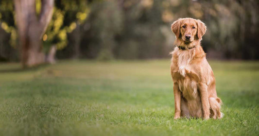 Keeping Your Dog's Coat Healthy in Spring