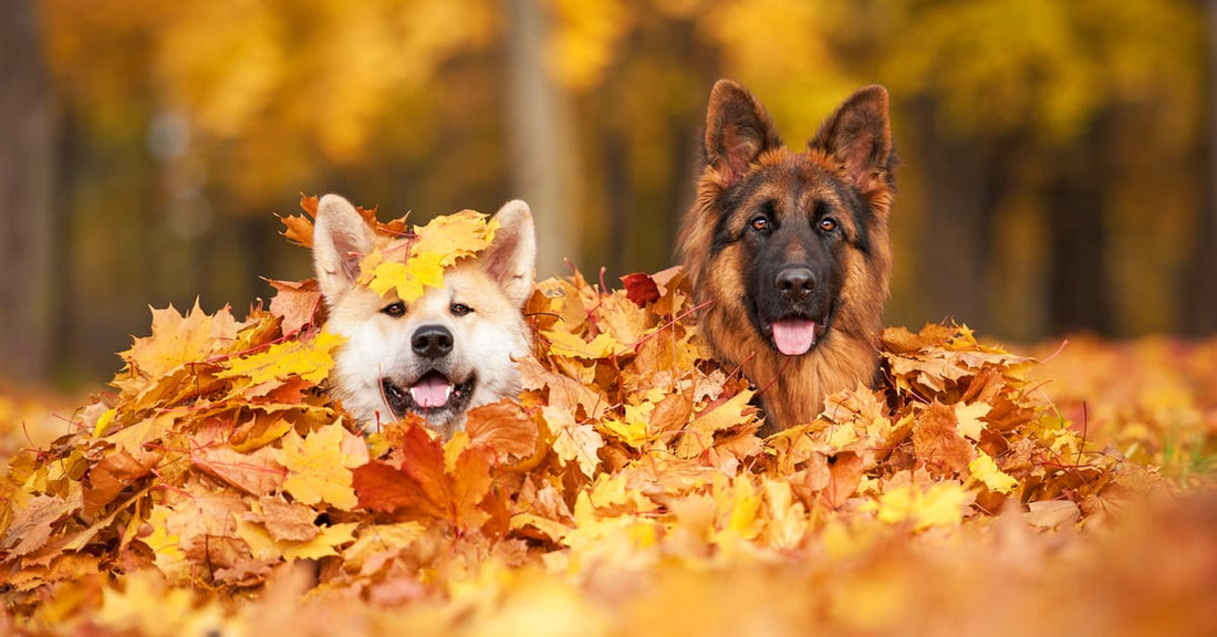 Preparing Your Dog for the Transition into Autumn