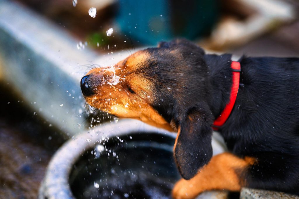 Signs Your Dog Is Overheating And What To Do Immediately