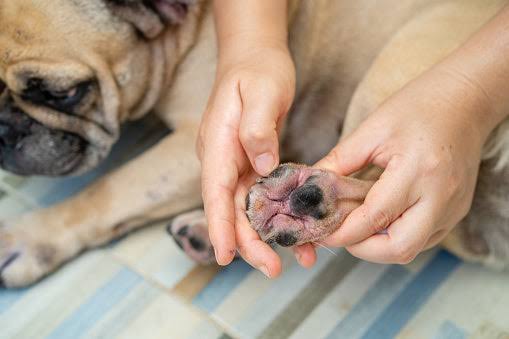 Spring Allergies in Dogs