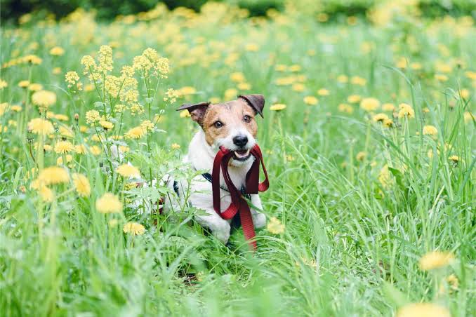 Spring Safety Tips for Dogs