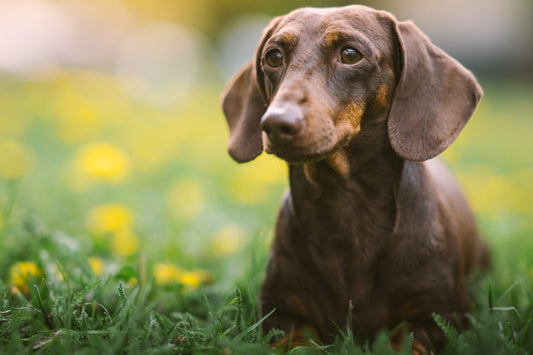 Things to Consider When Getting a Dachshund