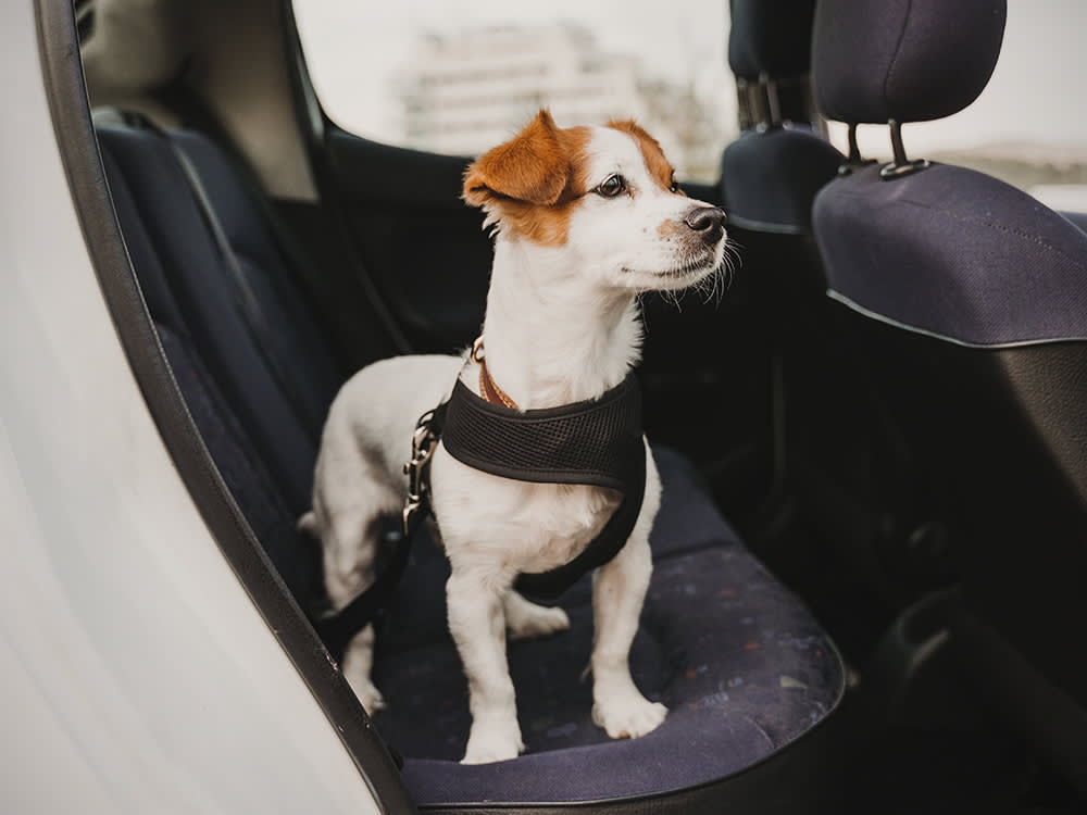 Top Features to Look for in a Dog Car Seat