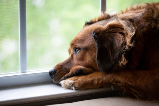 Top Signs Your Pet Is Overweight and How to Help Them