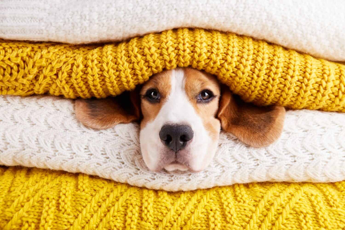 What Autumn Means for Your Dog’s Health