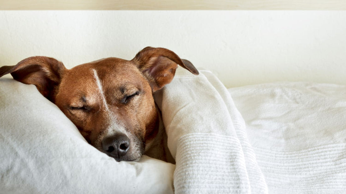 What Makes a High-Quality Dog Bed Worth It?