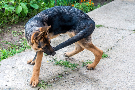 Why Dogs Circle Before Lying Down