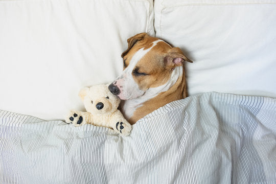 Why Dogs Sleep More as the Weather Gets Cooler