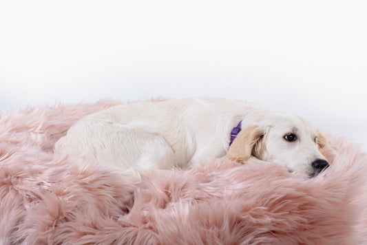 Why Modern Pet Owners Are Prioritising Comfort