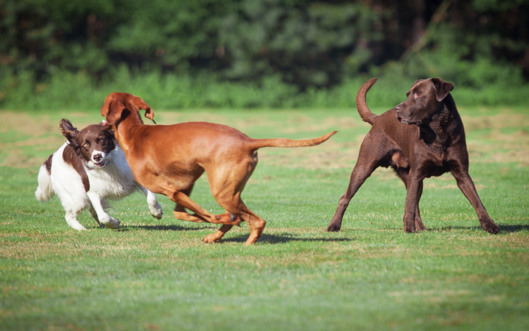 Why Pet Socialization Is Crucial for a Happy, Well-Behaved Animal