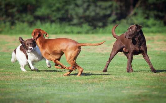 Why Pet Socialization Is Crucial for a Happy, Well-Behaved Animal