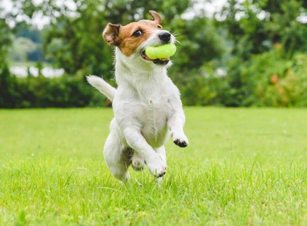Why Recovery and Rest Are Essential for Active Dogs
