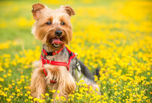 Why Spring Is the Perfect Time for Outdoor Adventures with Your Dog