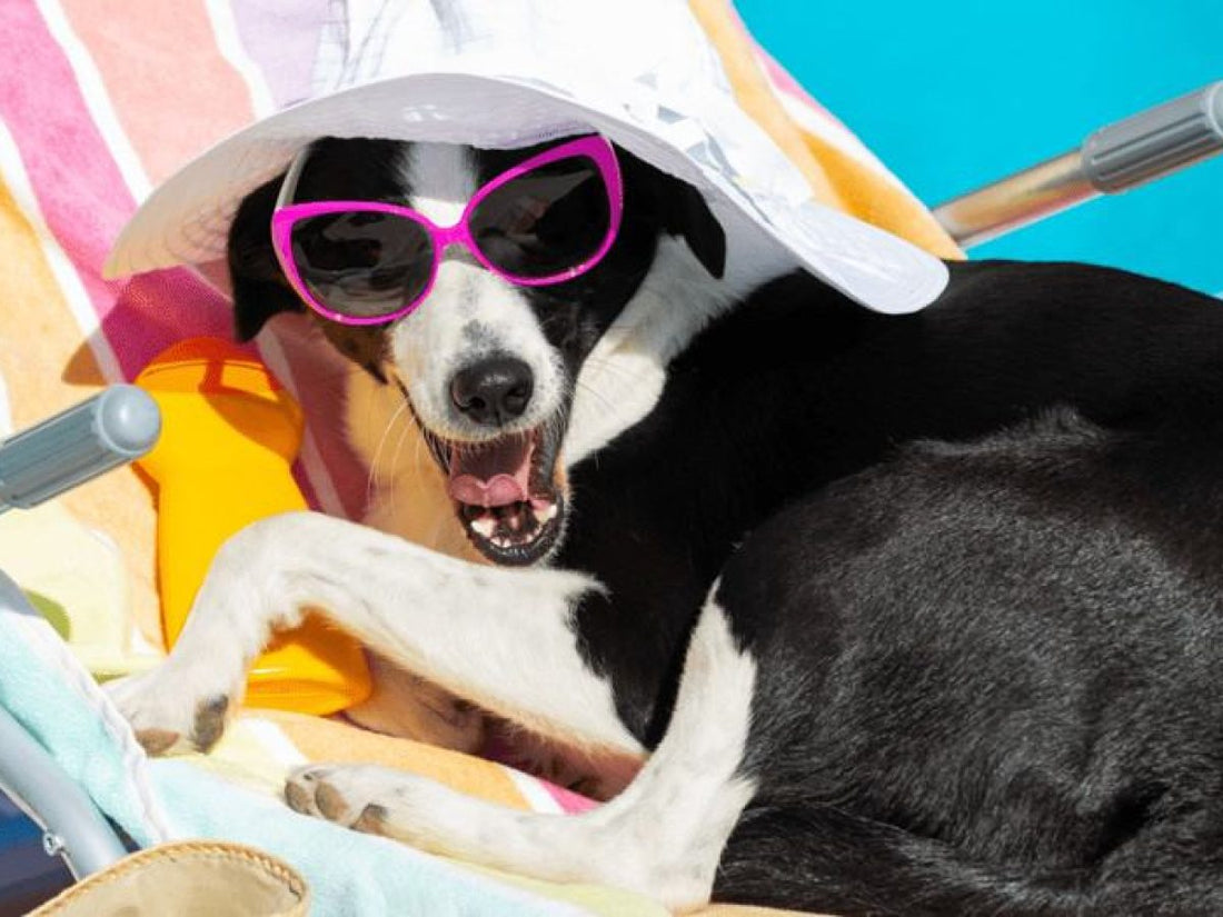 Why Summer Heat Changes Your Dog’s Routine
