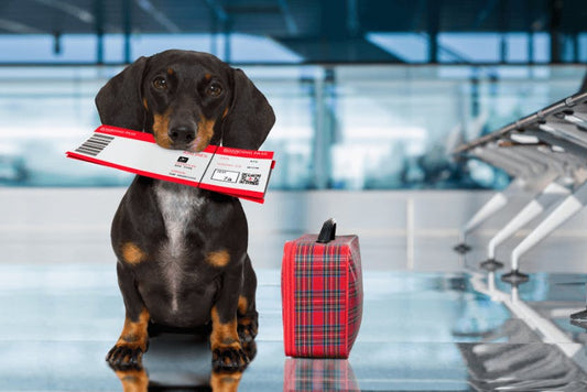 Why Your Dog Needs a Car Seat for Safe Travel