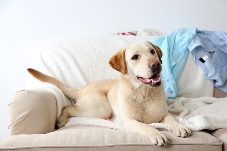 Why Your Dog Needs a Dedicated Space at Home