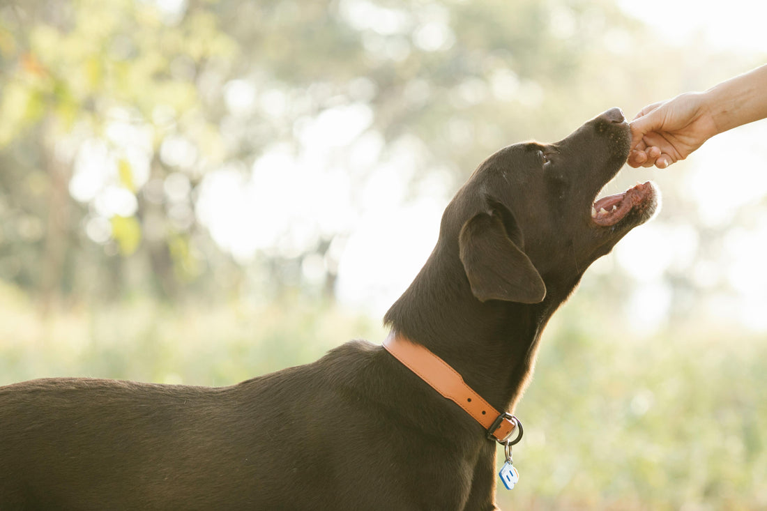 A photo of a dog eating