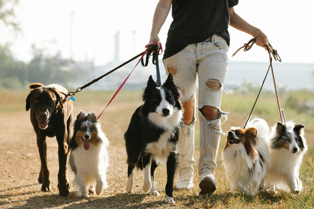 A photo of different dog breeds