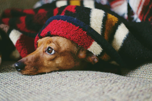 How to keep your dogs warm in winter