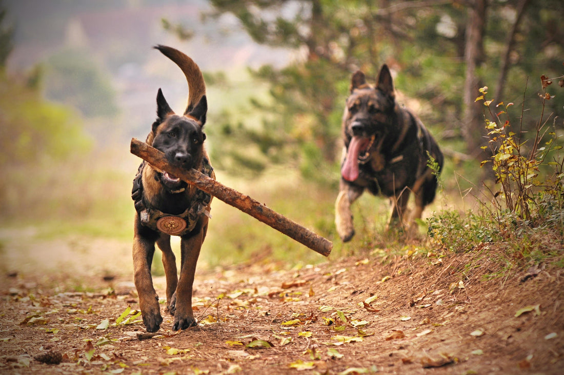 A photo of dogs playing