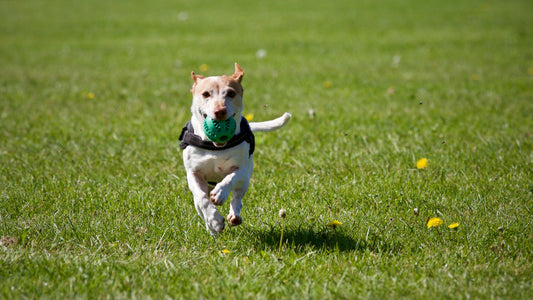 A dog learning to play fetch