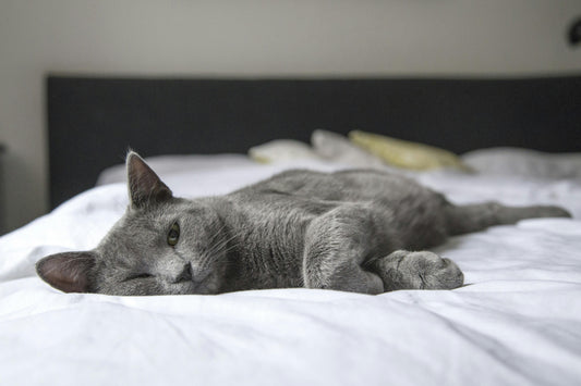 A cat sleeping on a calming pet blanket