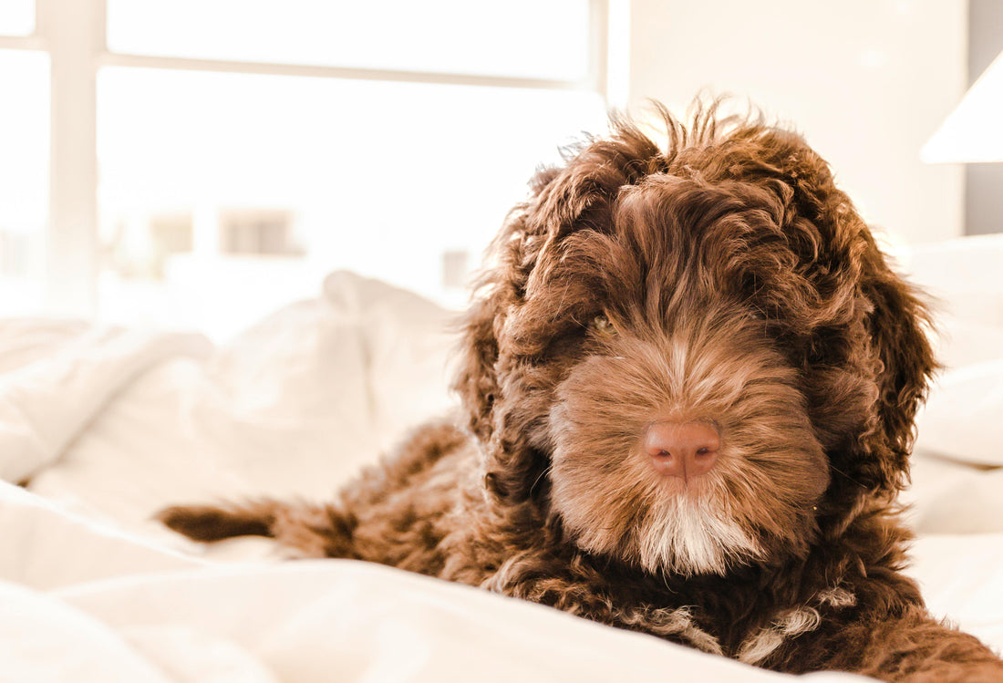 Why luxury dog beds are better