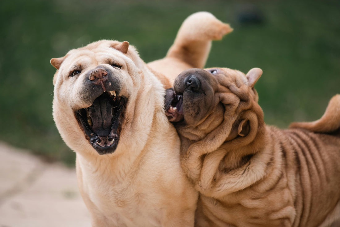 10 Fun Activities to Keep Your Pet Active and Engaged