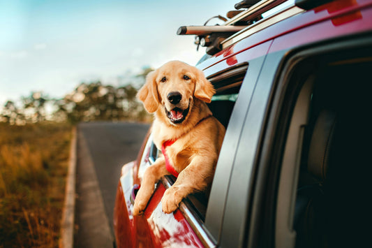 A photo of a dog traveling with simply spoiled travel essentials