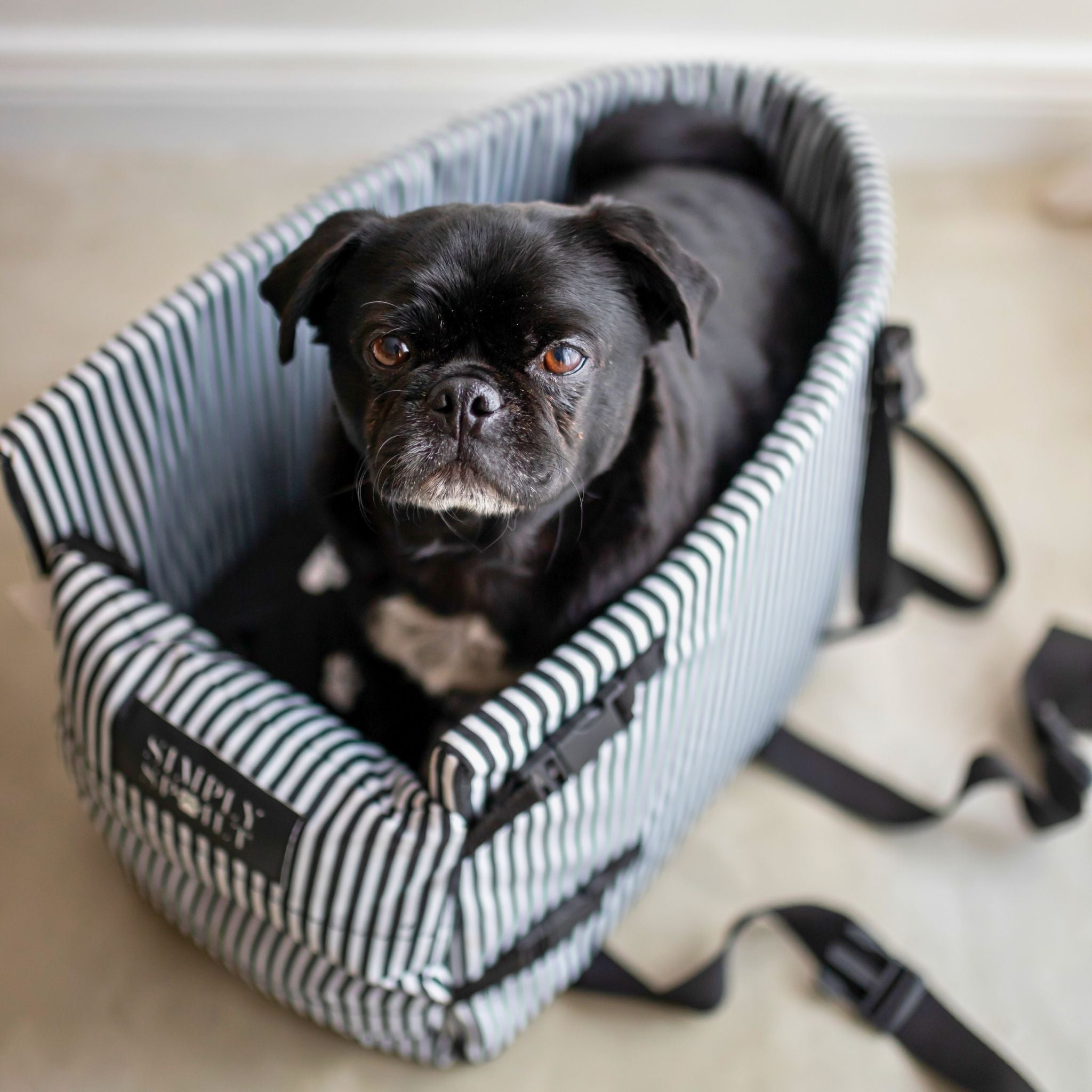 Car Seat Dog For Small Dog Center Console Seat Pet For Car Puppy