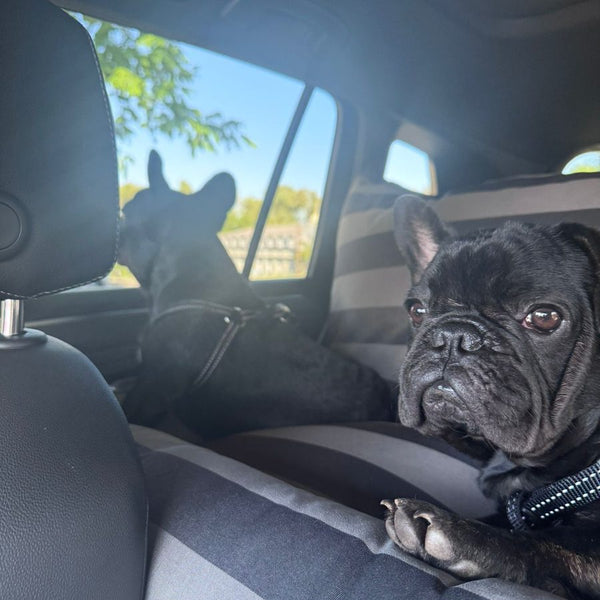 Car Accessories Vivlin and Hugo, Simply Spoilt customer review